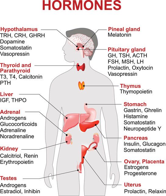 Hormones & Fitness: What Women Need to Know